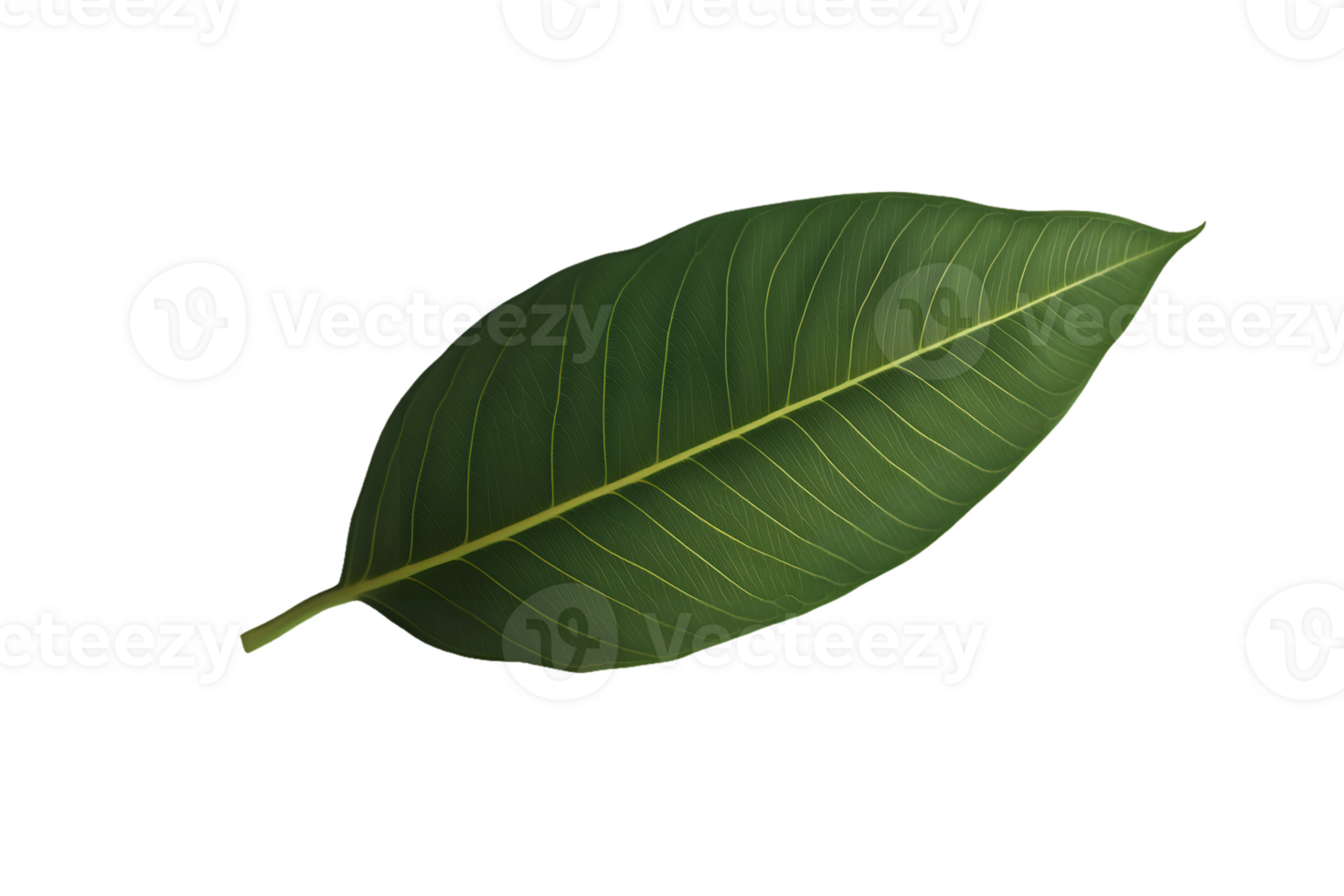 Single Ovate Leaf with Parallel Venation png