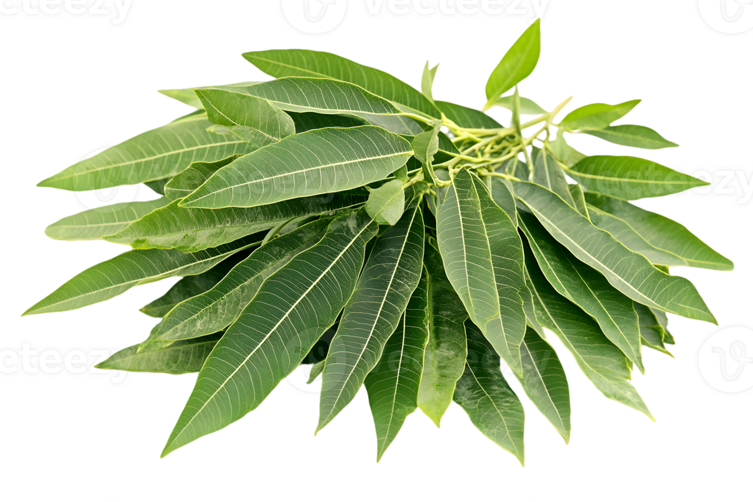 Cluster of Mango Leaves png