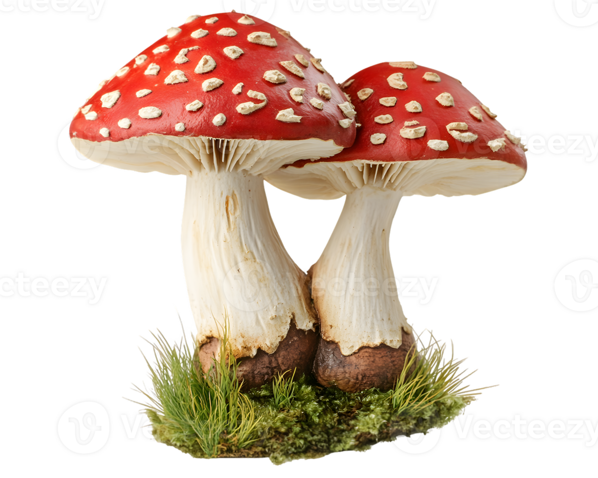 Two Amanita Muscaria Mushrooms with Moss Base png