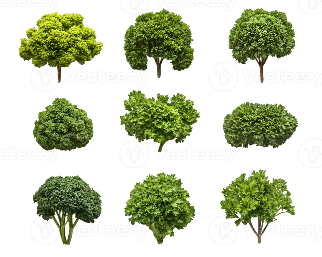 Nine Variations of Green Leafy Vegetables png