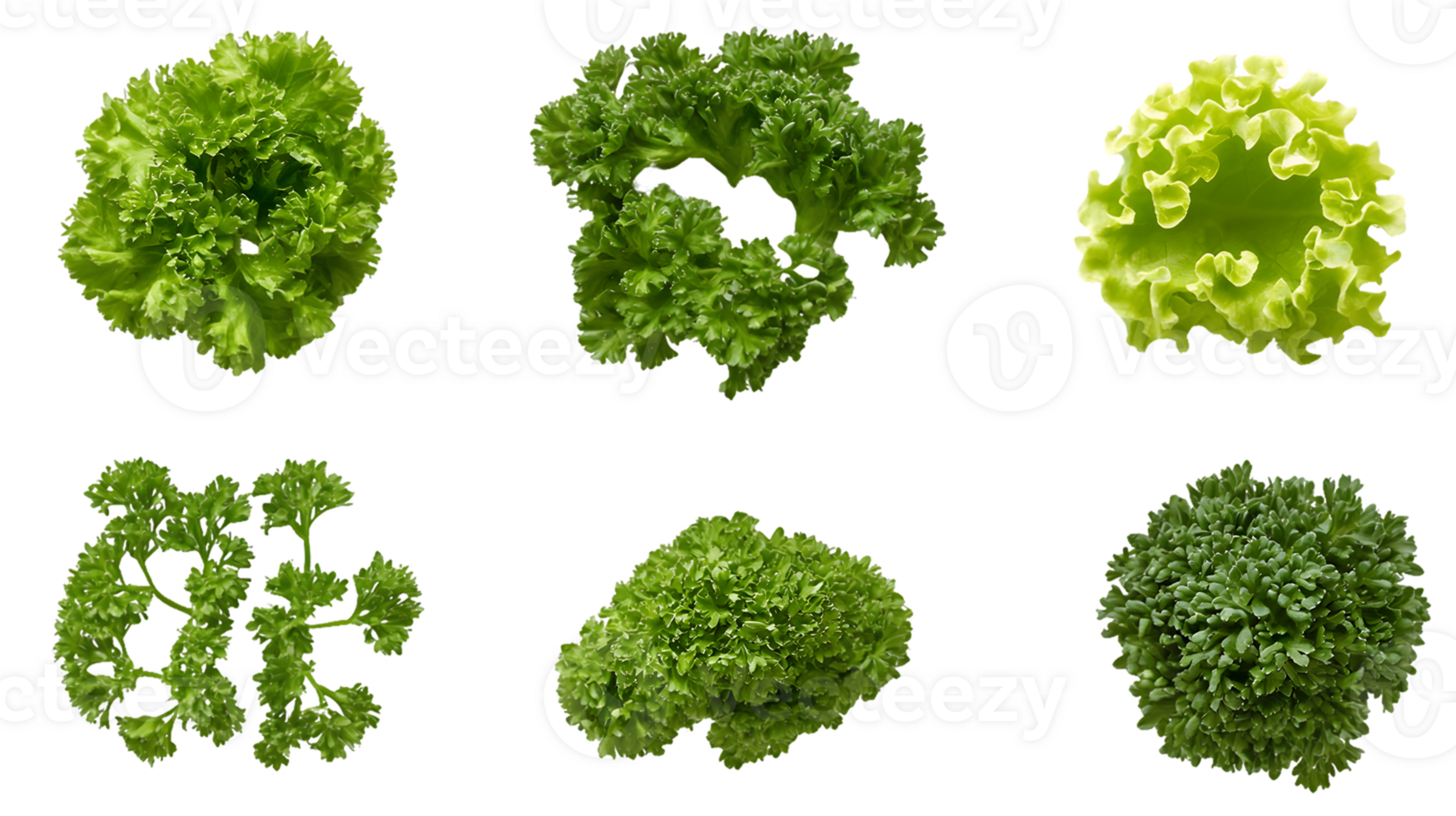 Overhead View of Six Green Herb Clusters png