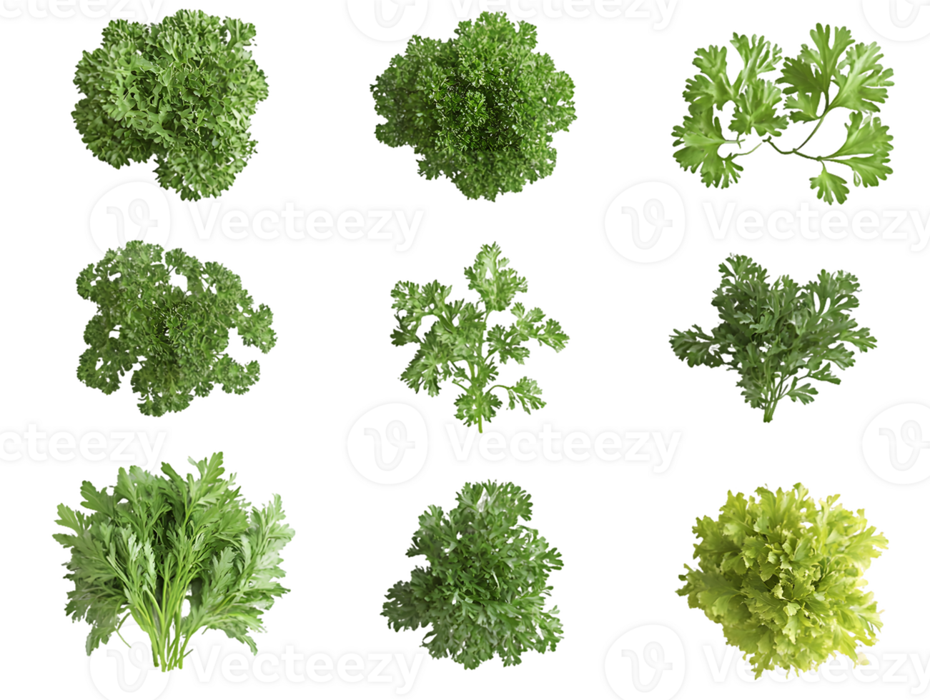 Overhead Views of Nine Herb Varieties png