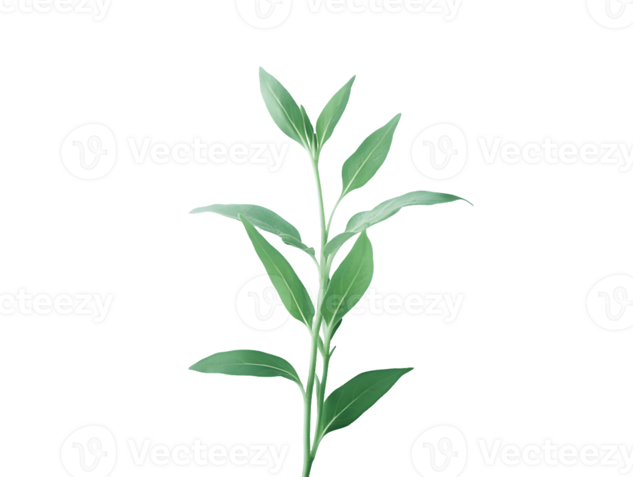 Sage Plant Sprig with Multiple Leaves png