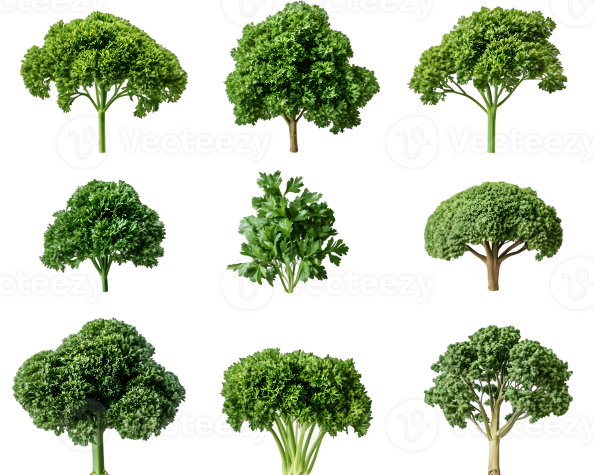 Collection of Parsley and Broccoli in Various Forms png