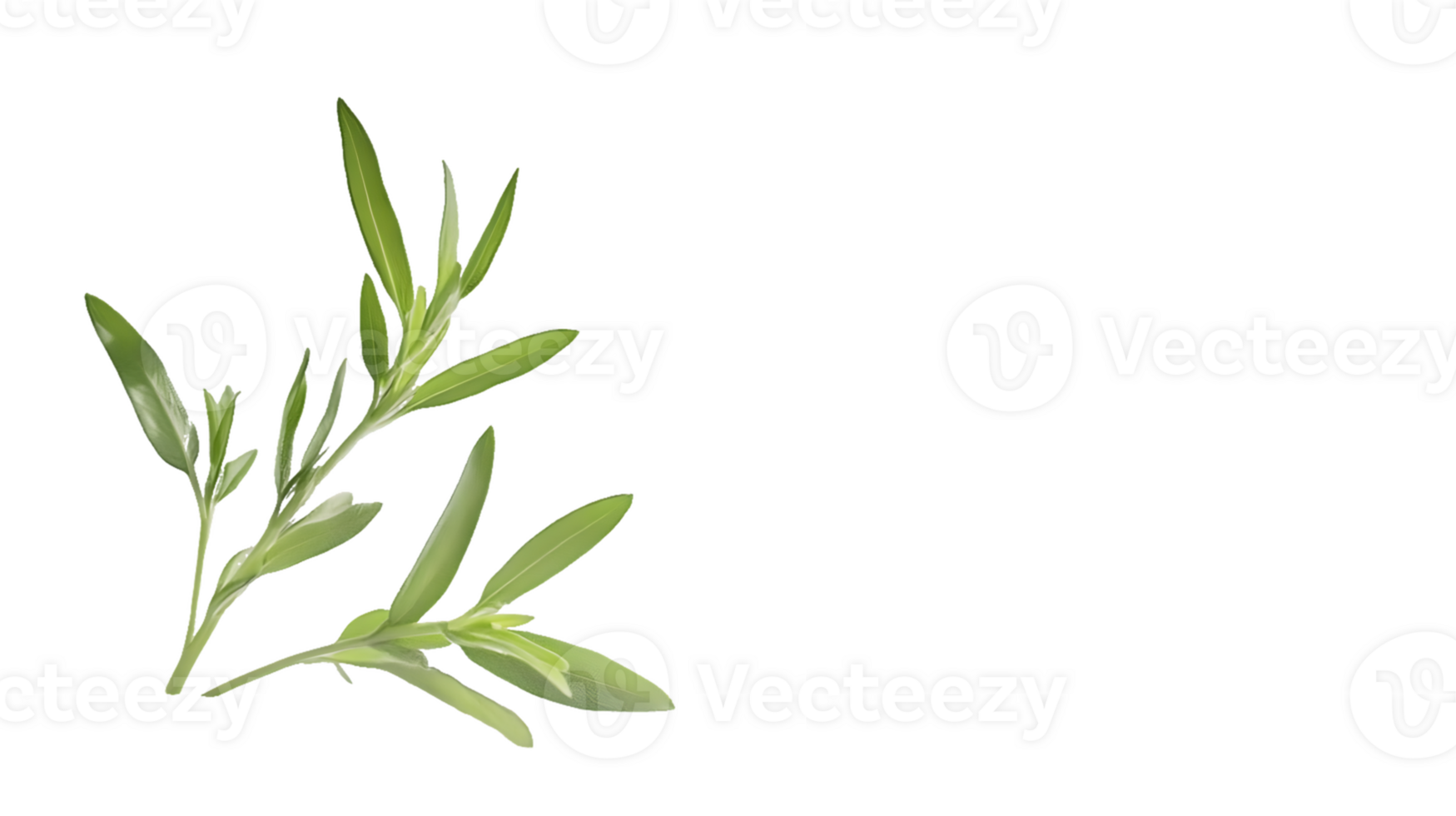 Three Sprigs of Tarragon png