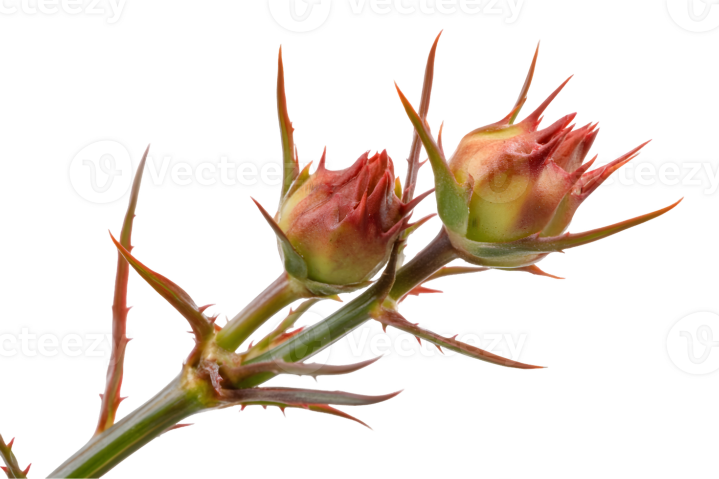 Unopened Rose Buds with Thorns png