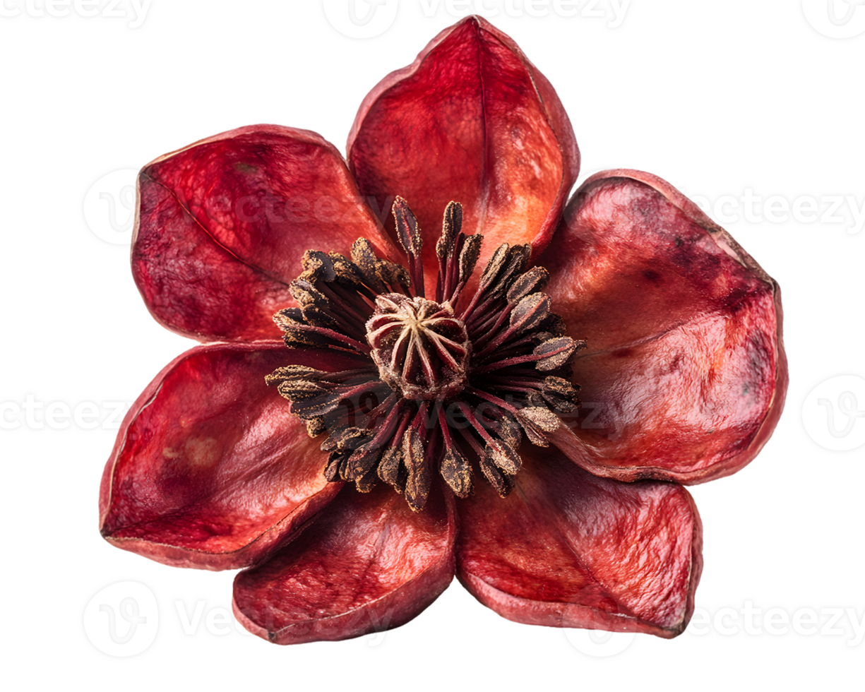 Dried Red Flower with Central Stamen png