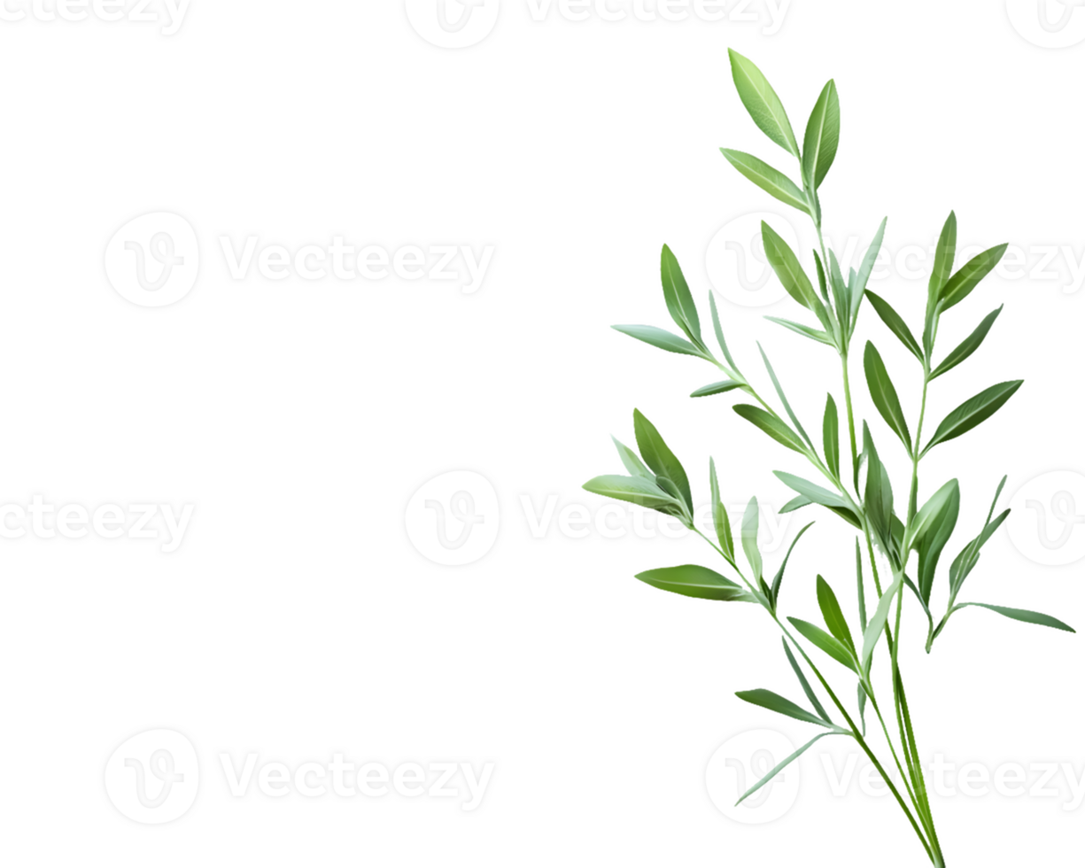 Image of Green Foliage Sprig png