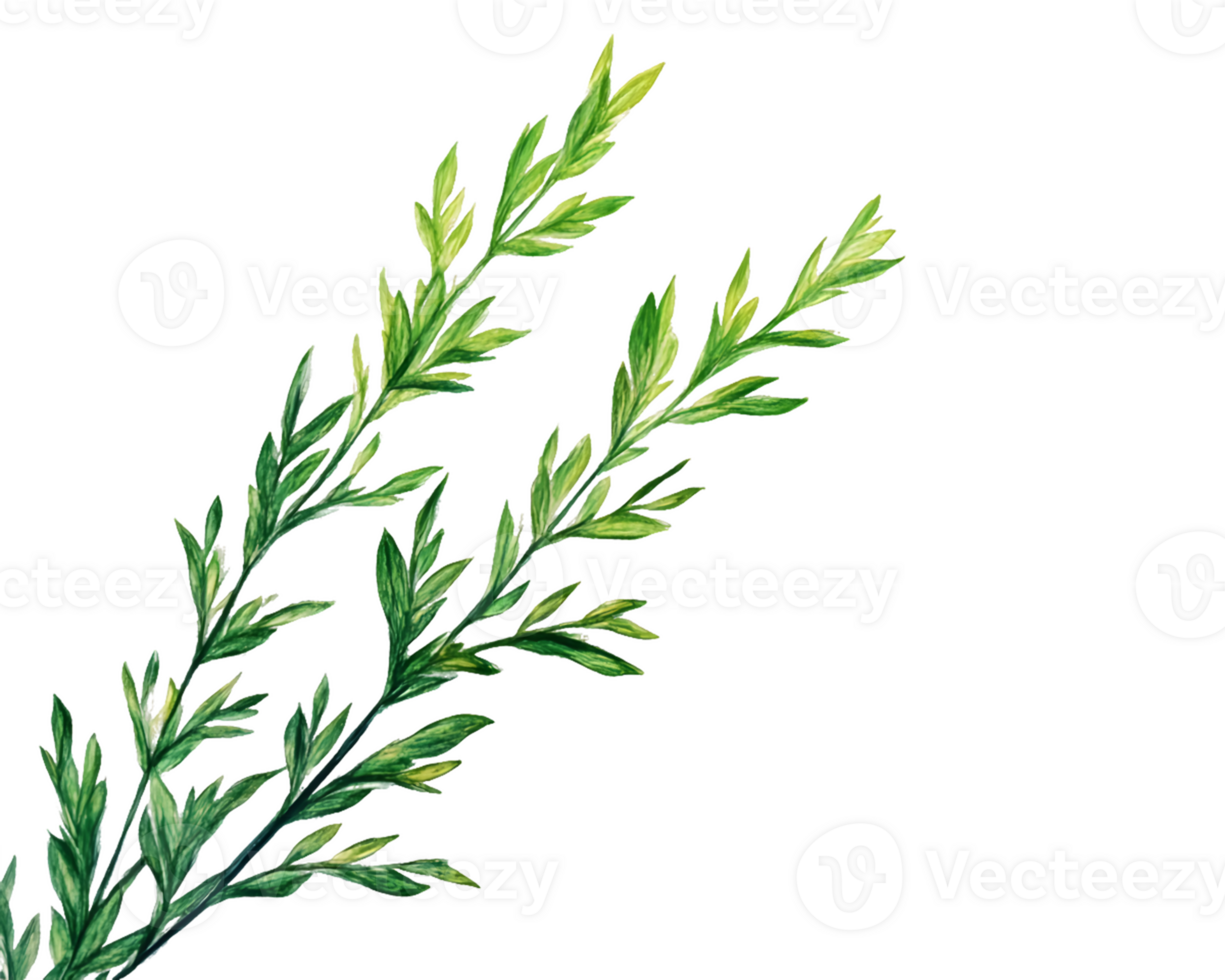 Watercolor Illustration of Two Green Sprigs png