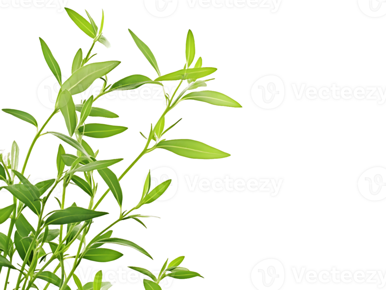 Green Plant Foliage with Lanceolate Leaves png