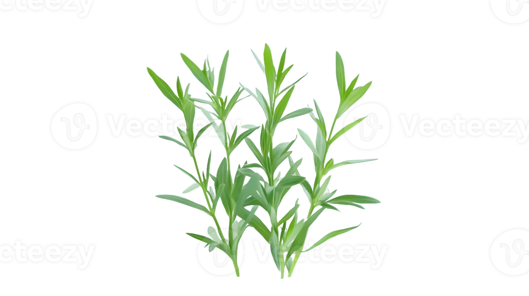 Cluster of Fresh Tarragon Sprigs png