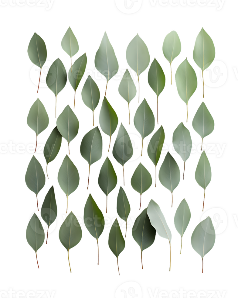 Arrangement of Eucalyptus Leaves png
