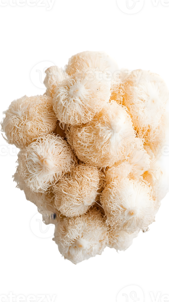 A Cluster of Lion's Mane Mushrooms png