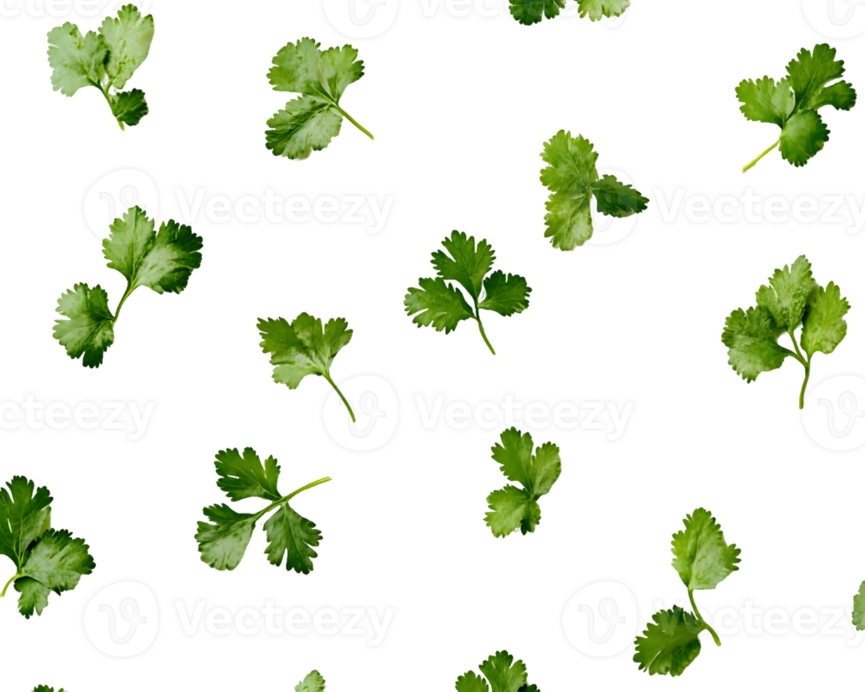 A pattern of green cilantro leaves, ideal for culinary designs. png