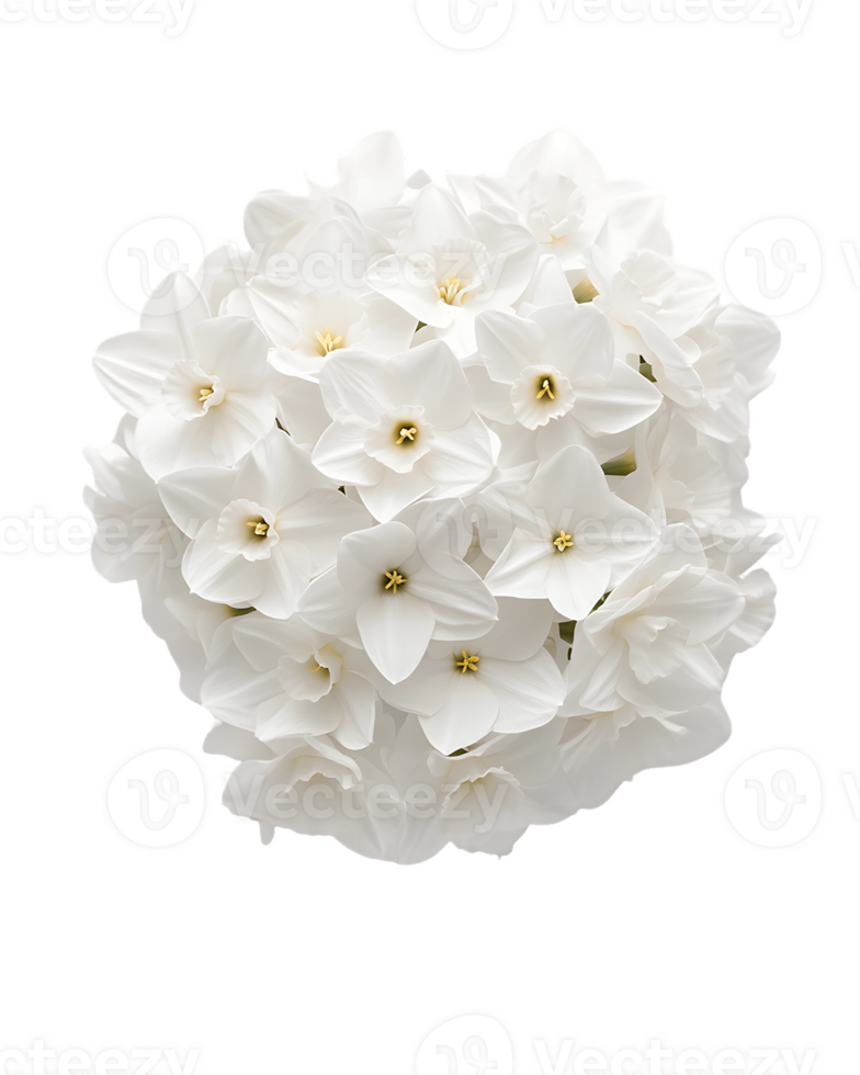 Cluster of White Daffodil Flowers png