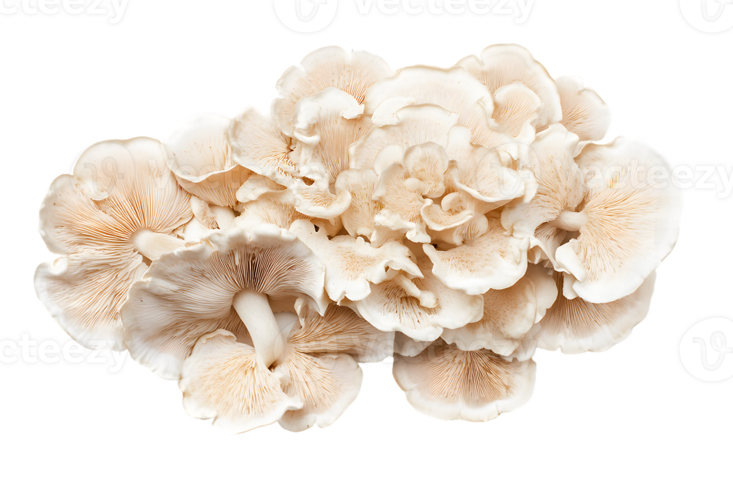 Cluster of Oyster Mushrooms png