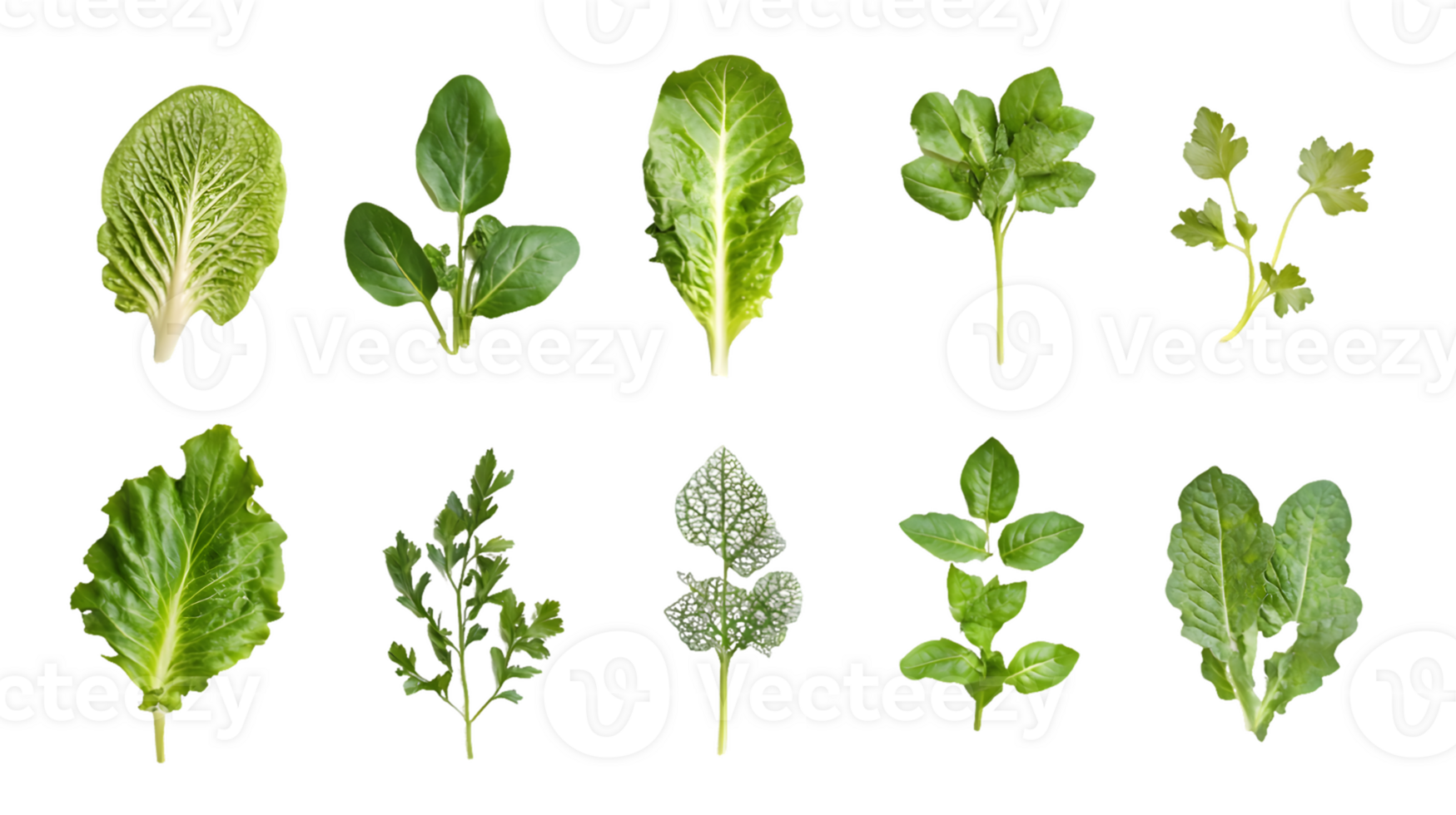 Collection of Ten Leafy Green Plants png