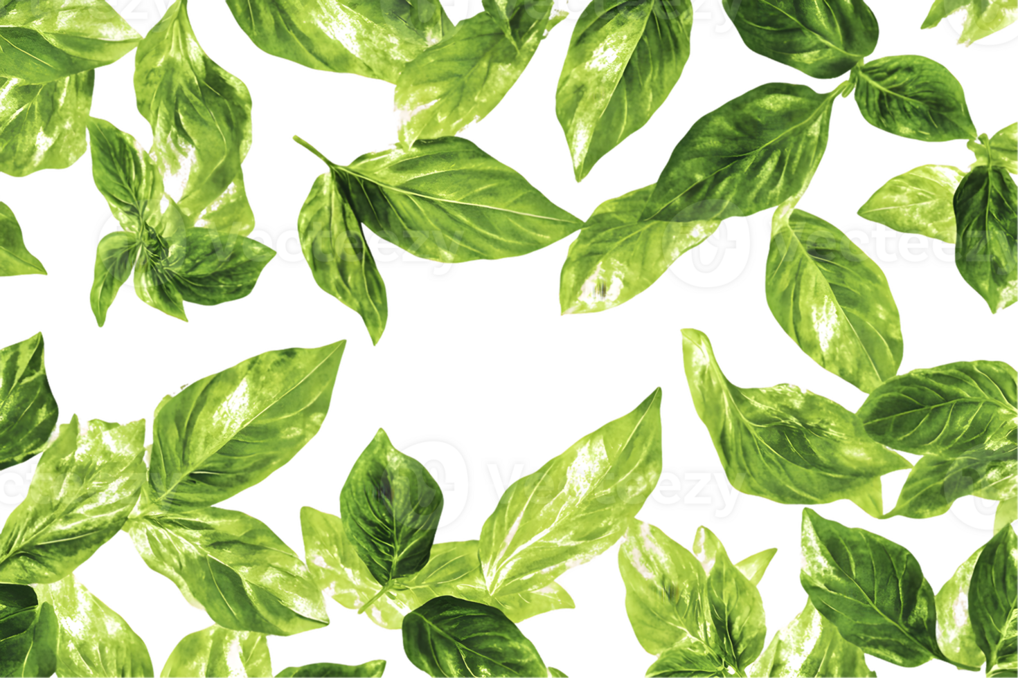 Collection of Basil Leaves png