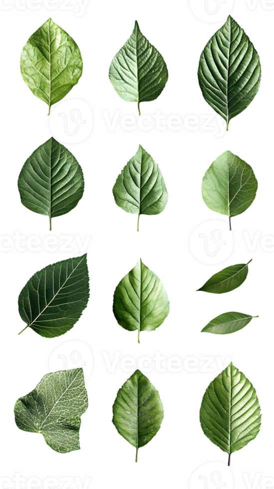Collection of Fifteen Green Leaves of Various Shapes and Sizes png