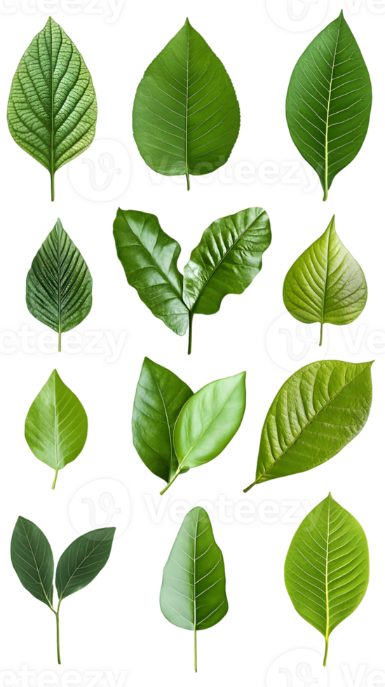 Collection of Fifteen Green Leaves with Varied Shapes and Sizes png