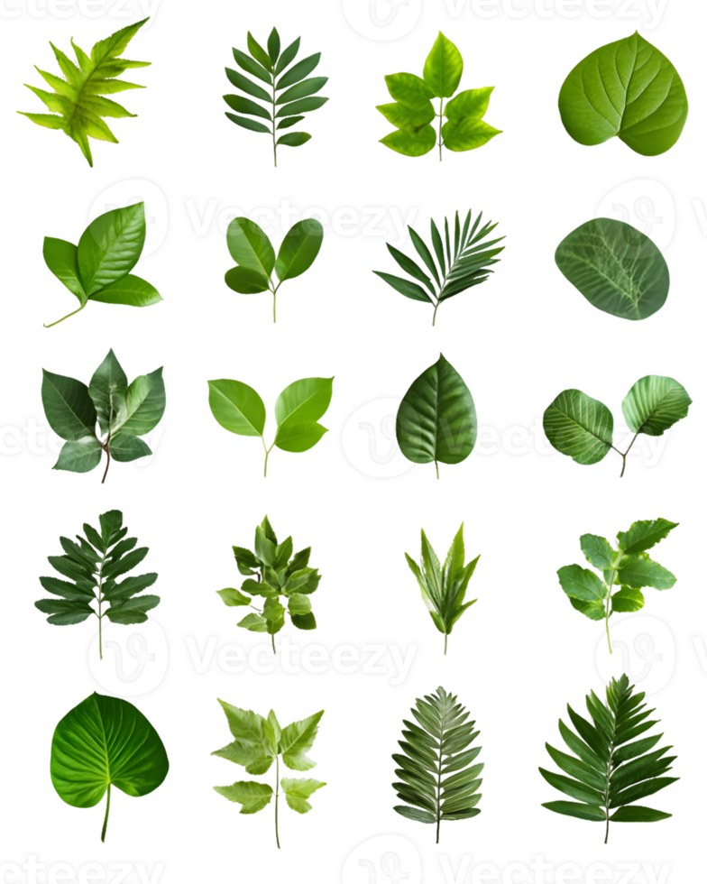 Collection of Twenty-Four Isolated Green Leaves png