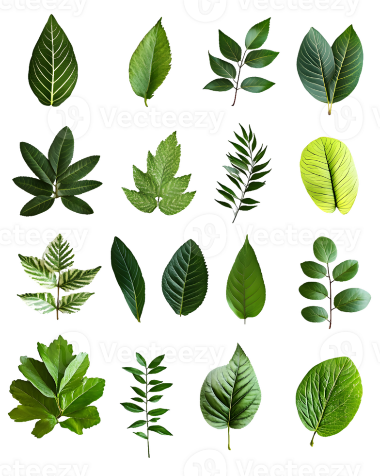 Collection of Twenty Green Leaves png