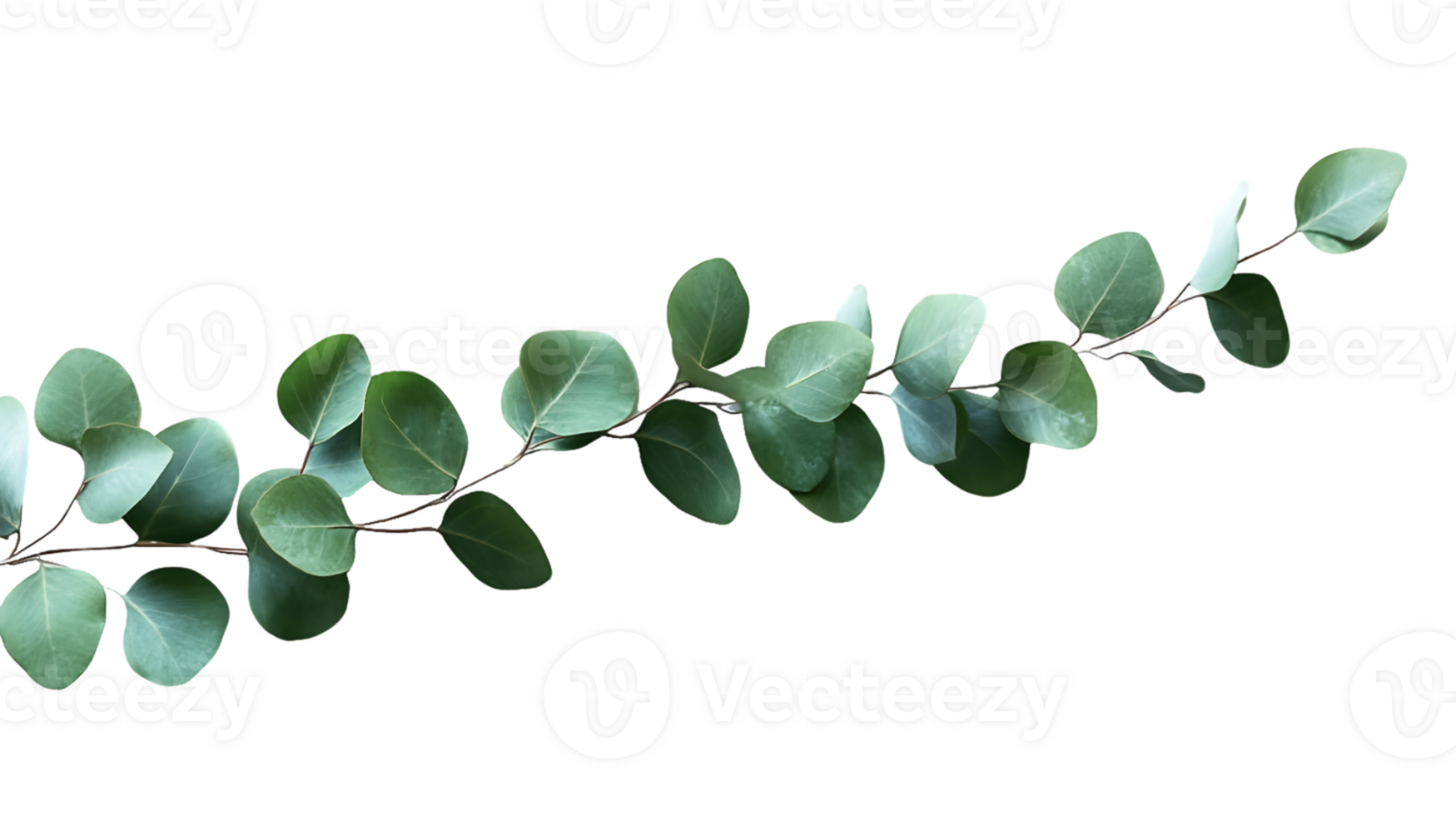 Eucalyptus Branch with Grey-Green Leaves png