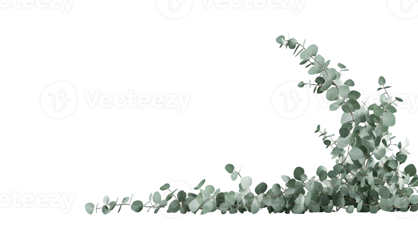 Green Eucalyptus Branches png