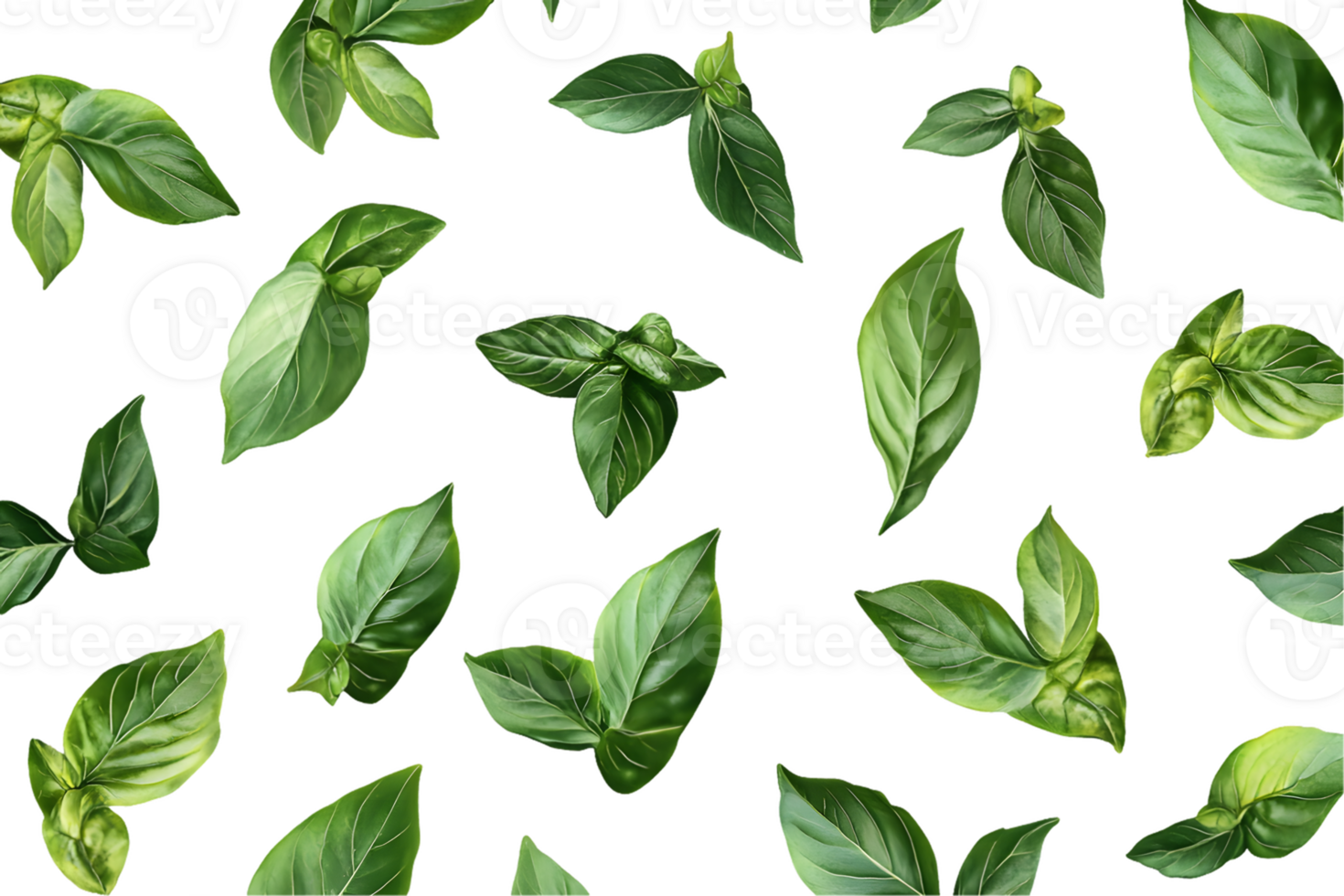 Digital Illustration of Multiple Basil Leaves png