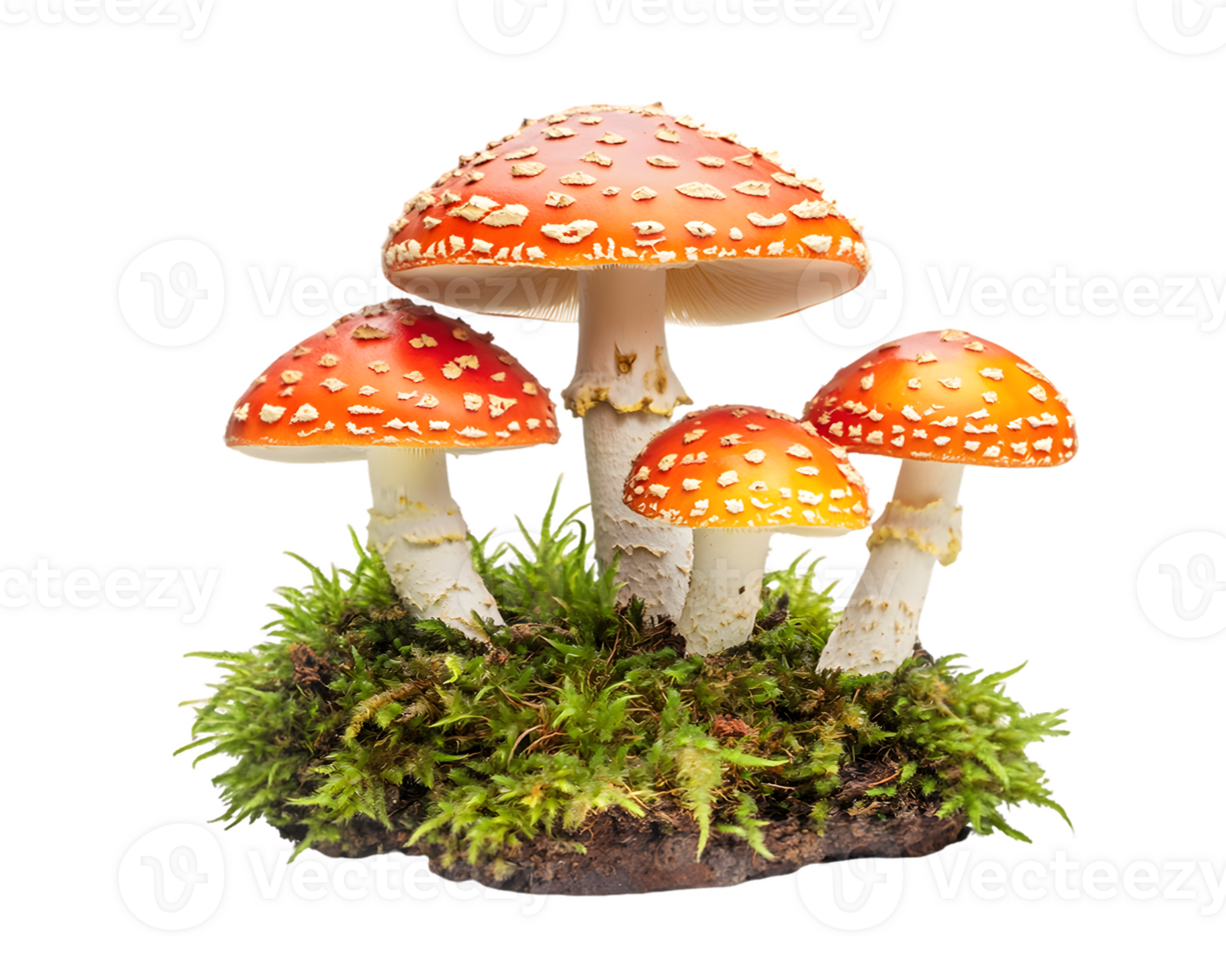 Four Amanita Muscaria Mushrooms with Moss png