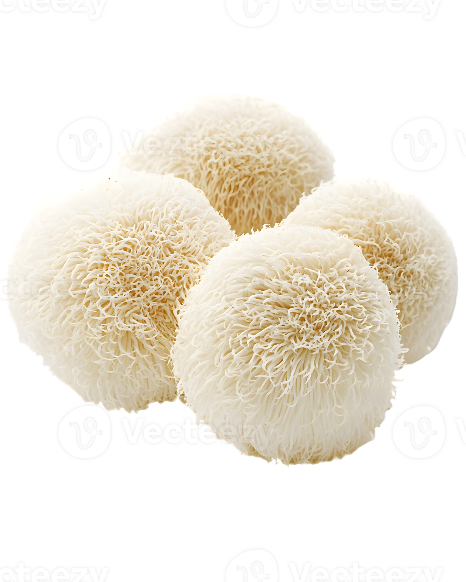 Don'T Get Poisoned!  Expert Tips For Identifying Lion'S Mane Mushrooms - wzbac4i