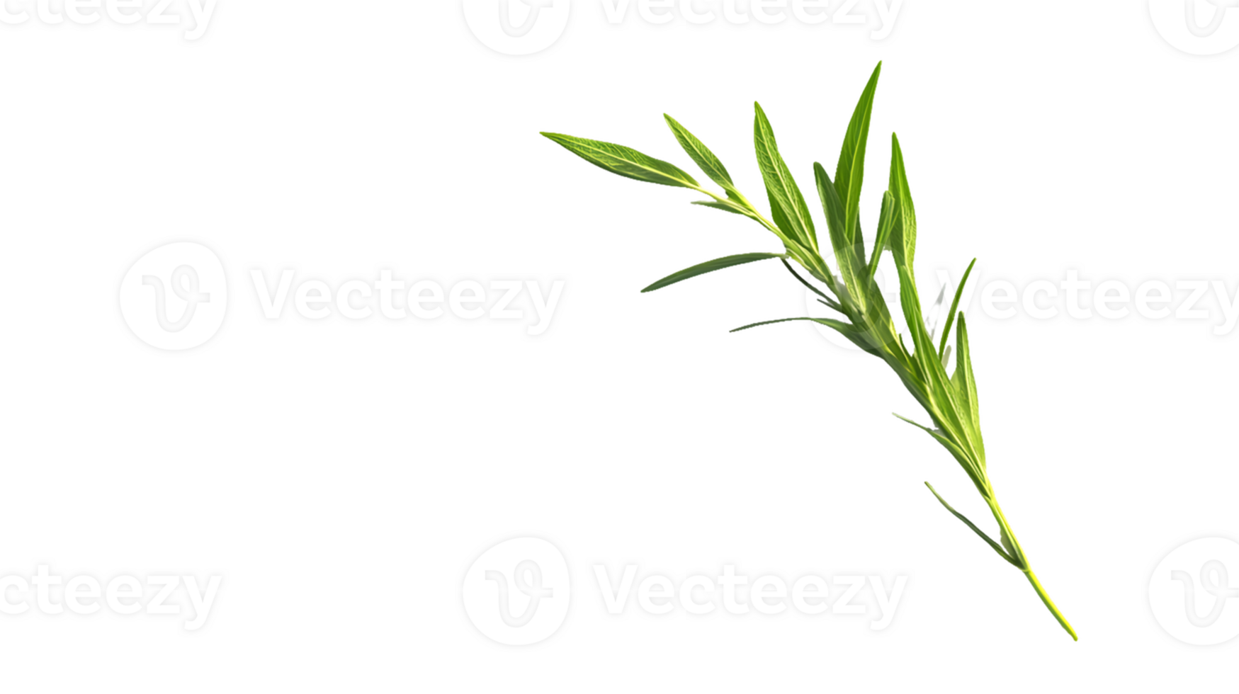 Green Plant Sprig with Lanceolate Leaves png