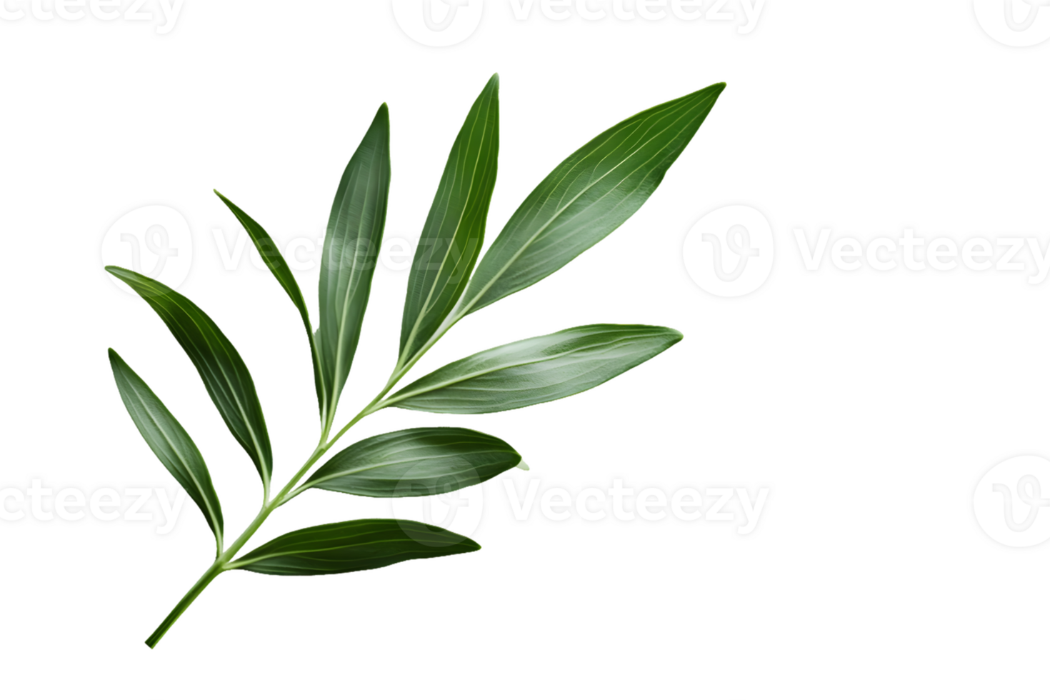 Image of a Sprig with Multiple Lanceolate Leaves png
