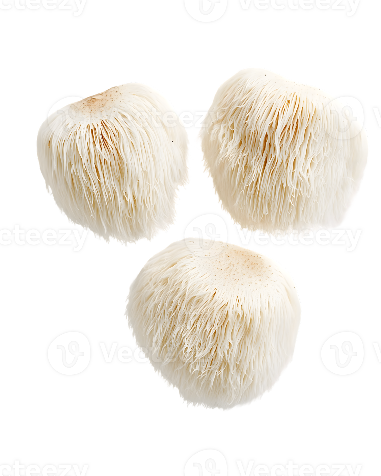 Don'T Get Poisoned!  Expert Tips For Identifying Lion'S Mane Mushrooms - nr0clnk