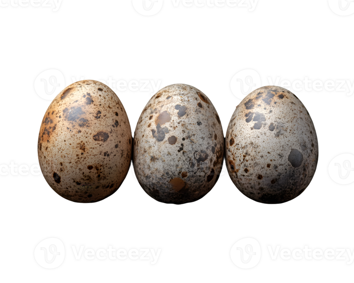 Three Quail Eggs with Pattern png