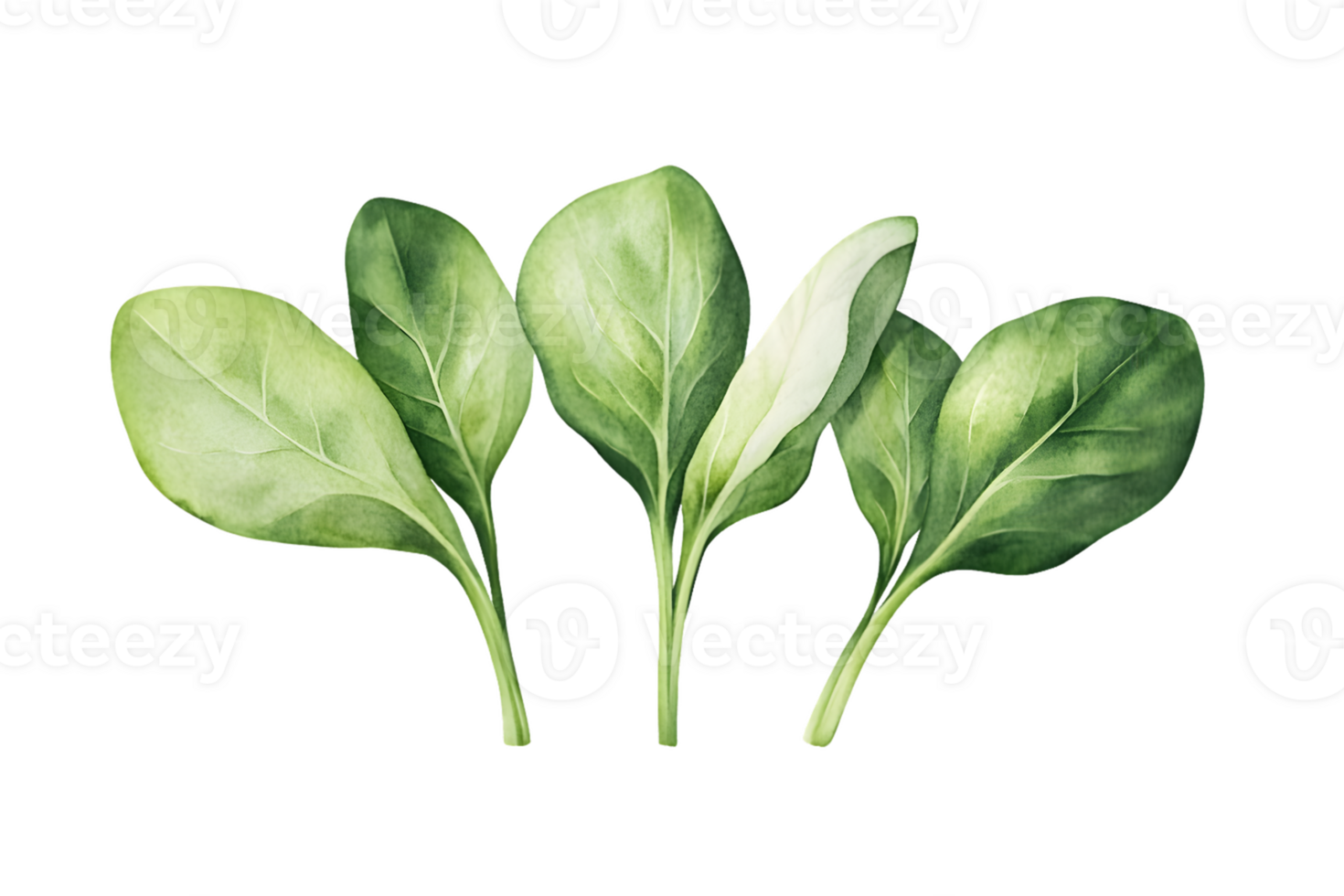 Watercolor Illustration of Three Bok Choy Leaves png