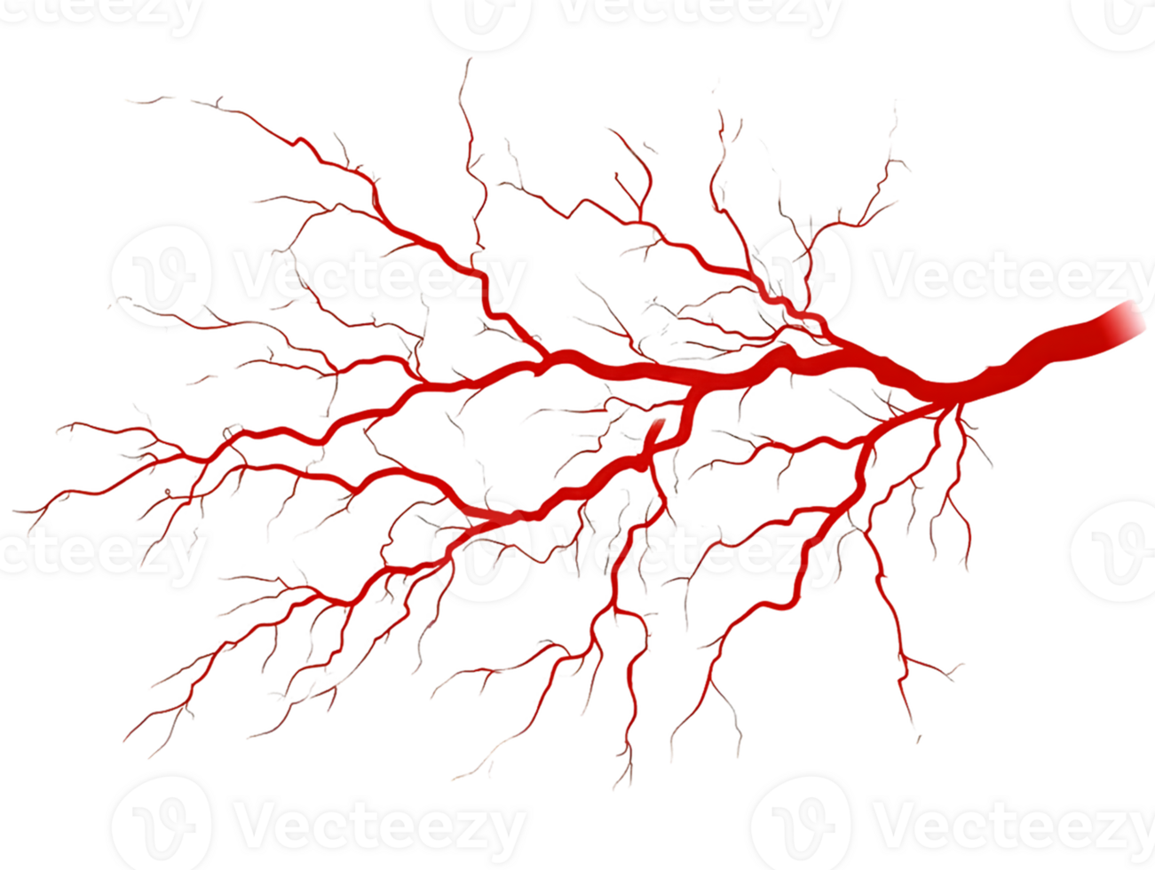 Intricate illustration of a red blood vessel resembling a branching tree structure showcasing the complex network of arteries in human anatomy. png