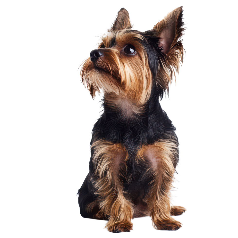 A charming Yorkie sits gracefully on a transparent background, showcasing its beautiful fur and playful personality, Beautiful Yorkie isolated on transparent background png