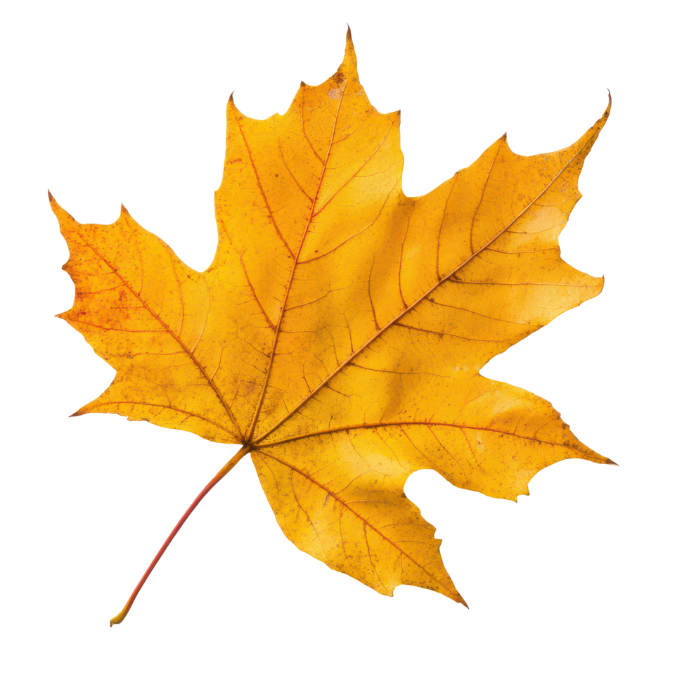 Isolated beautiful yellow maple leaf on a transparent background, showcasing autumn s vibrant colors and natural design, Beautiful maple leave isolated transparent background png