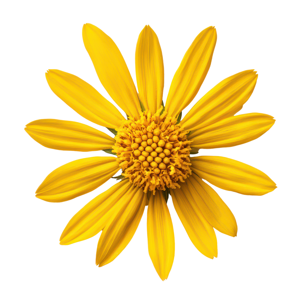 Bright yellow arnica flower isolated on a transparent background showcasing its intricate petal structure and texture, Arnica flower on aisolated on transparent background png