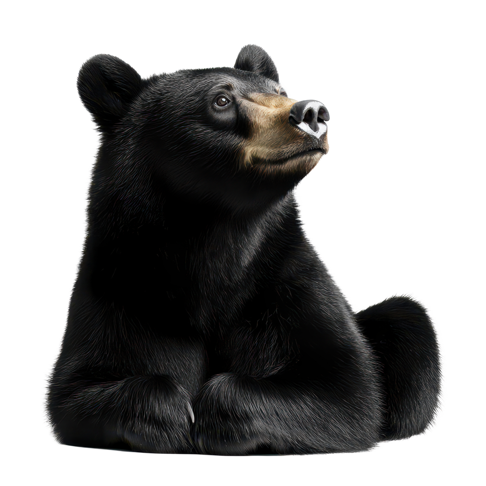 Captivating black American bear gazing curiously against a plain transparent background, Black American Bear on transparent background png
