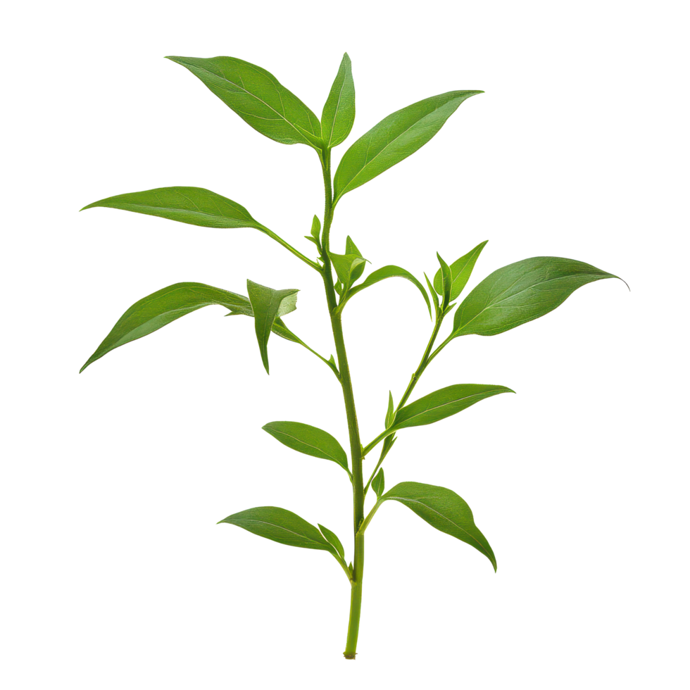 Andrographis paniculata plant isolated on a transparent background showcasing its distinct green leaves and stem structure, Andrographis paniculata plant isolated on transparent background png