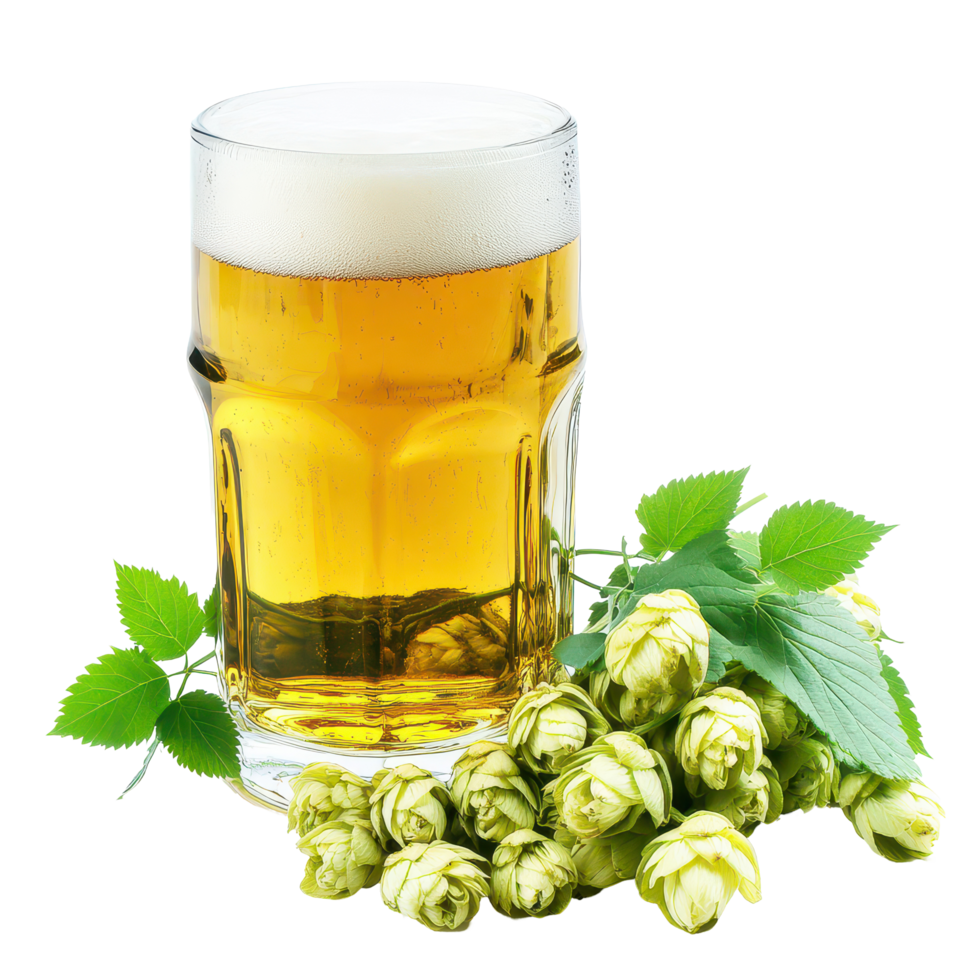 A refreshing glass of beer accompanied by fresh hops on a transparent background, a glass beer and fresh hops, transparent background. png