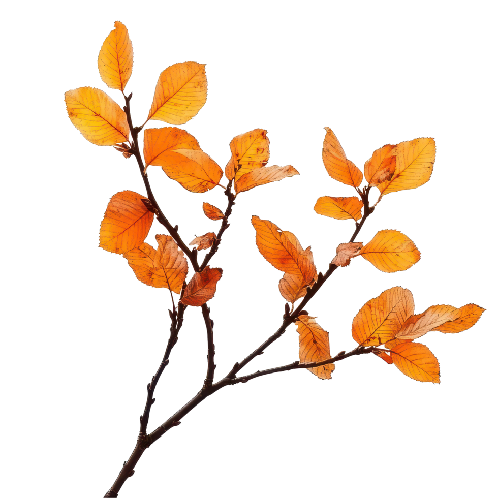 Autumn branch with vibrant orange leaves against a clean transparent background highlighting seasonal change, Autumnal branch isolated on transparent background png