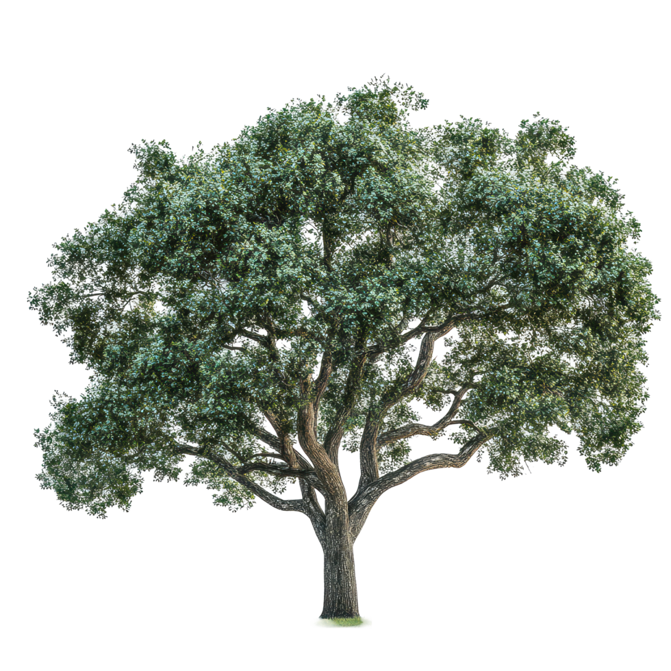 Majestic oak tree isolated on transparent background highlights its vibrant leaves and sturdy trunk features, A beautiful tree Oak isolated isolated on transparent background png