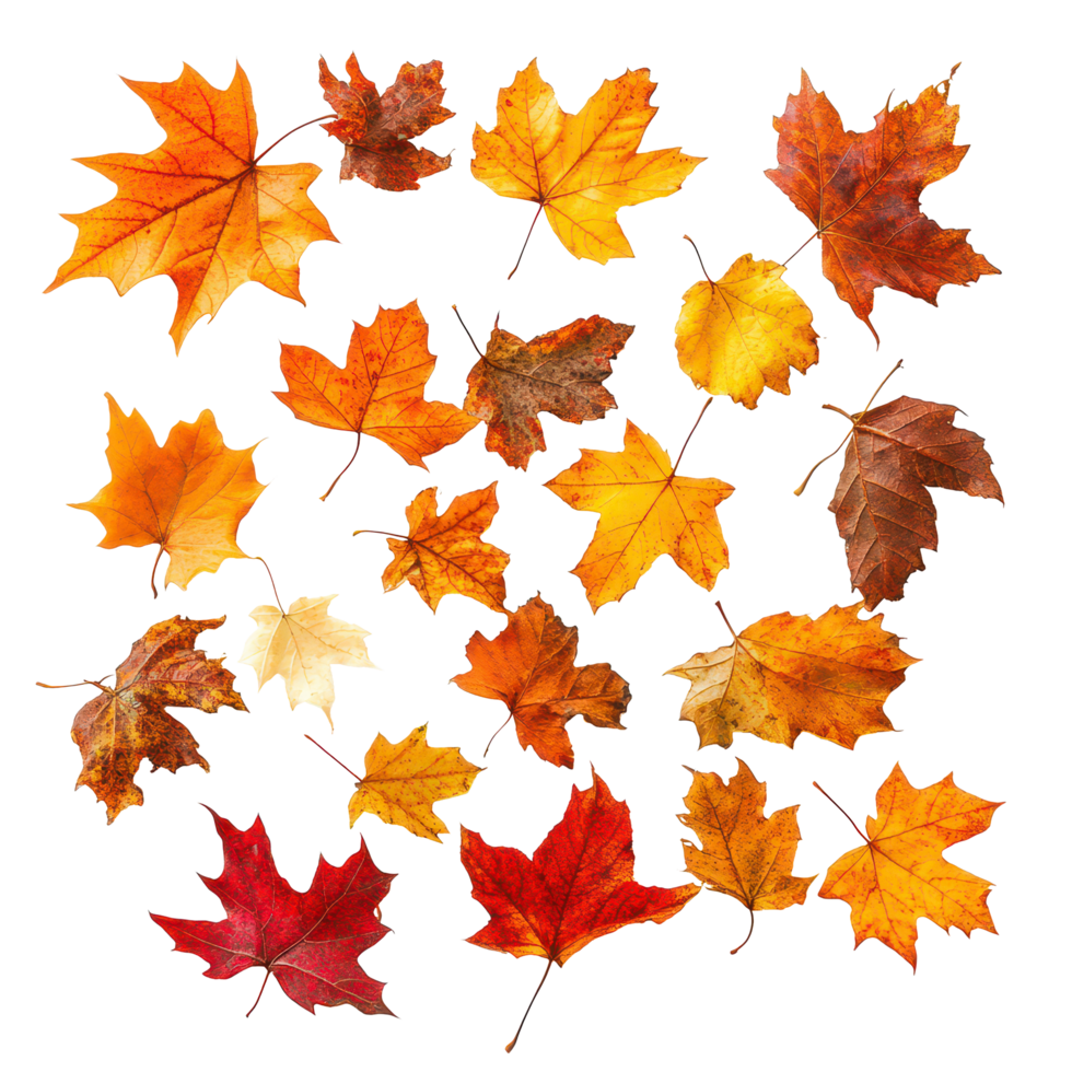 Colorful autumn leaves in various shades of orange, red, and yellow scattered on a transparent background, Autumn fall leaves isolated on transparent background png