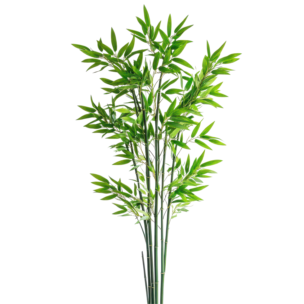 Vibrant bamboo plant showcasing lush green leaves in a bright setting, symbolizing tranquility and nature, a vibrant and tall bamboo plant with lush green leaves, transparent background. png