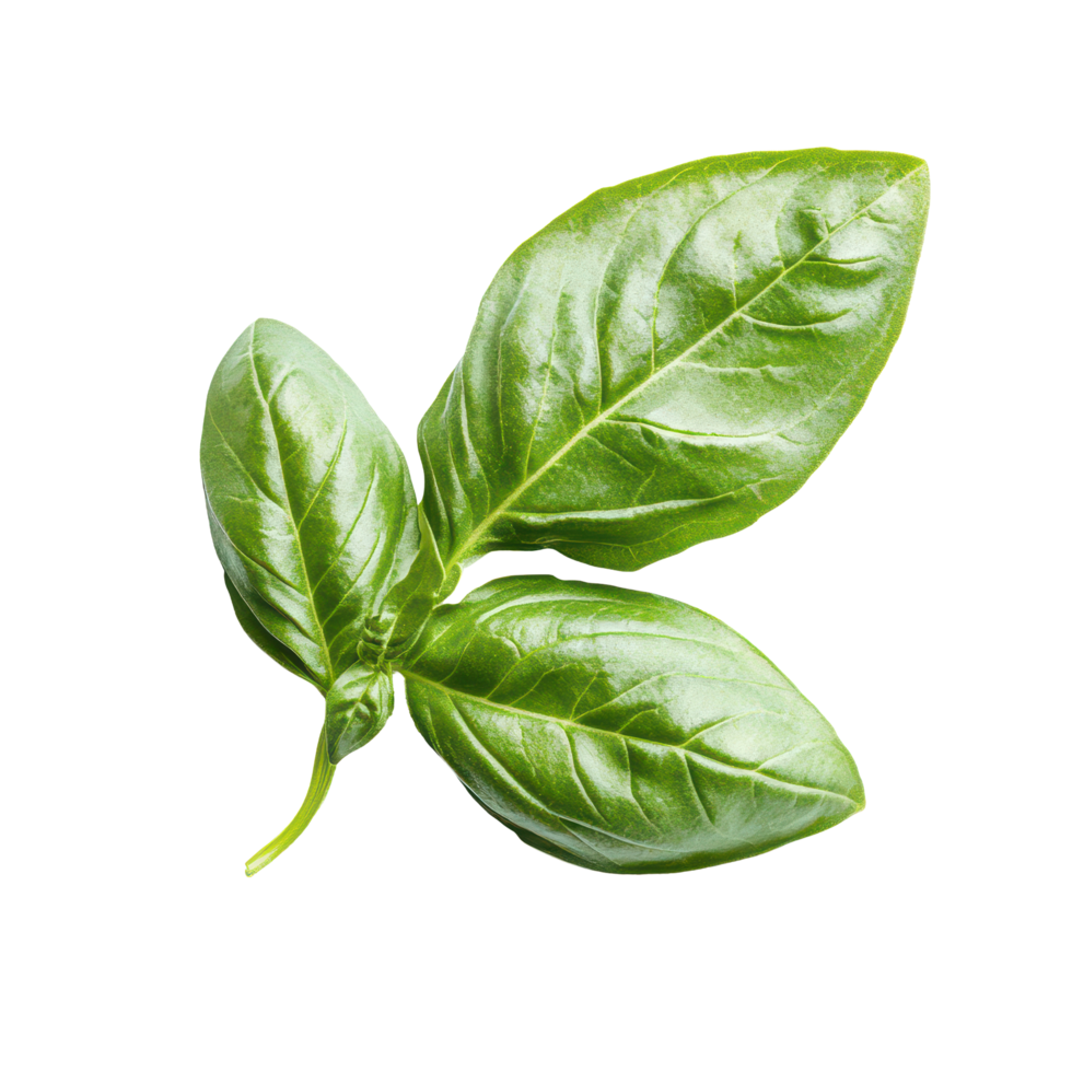 Fresh basil leaves isolated on a transparent background perfect for culinary presentations and healthy dishes, basil leaf isolated on transparent background png