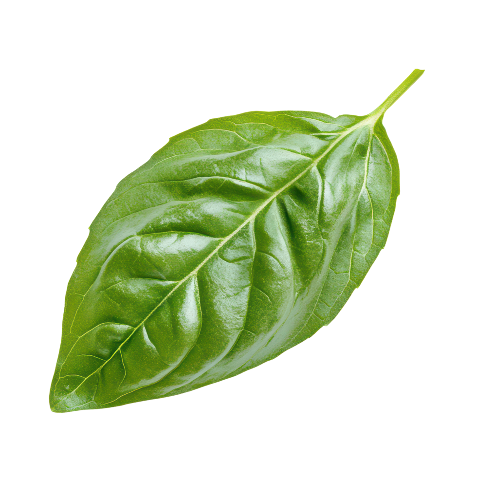 Fresh basil leaf isolated on transparent background showcasing its vibrant green color and distinct texture in bright lighting, basil leaf isolated on transparent background png