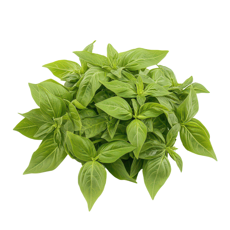 Fresh Thai basil leaves isolated against a transparent background, perfect for culinary use and herb gardening enthusiasts, basil , thai basil isolated on transparent background png